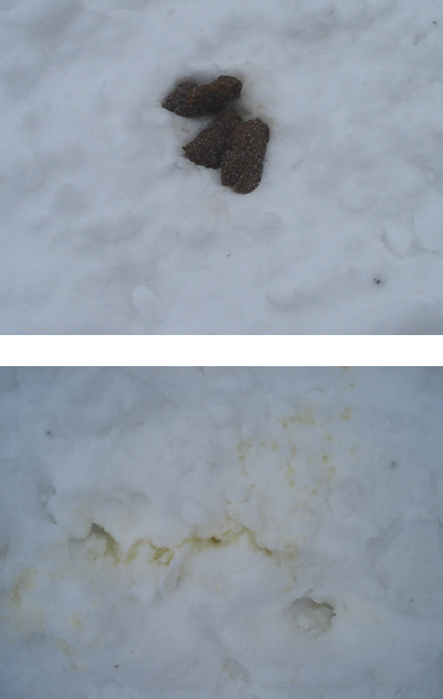 Snö i Husby